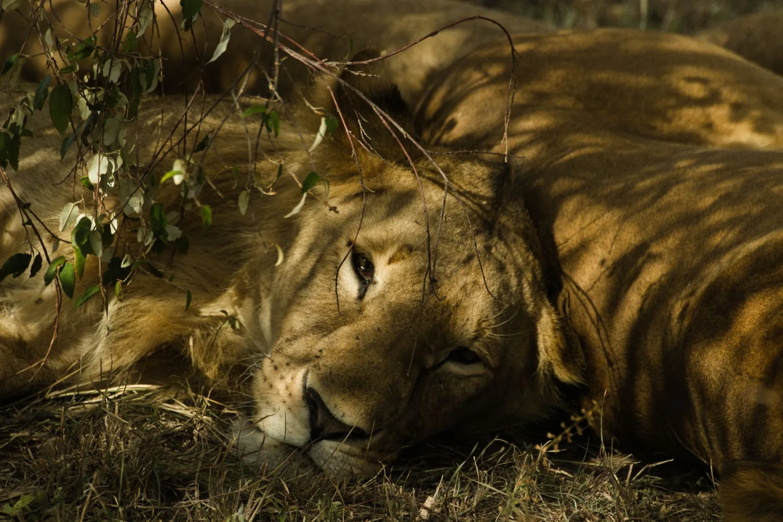 how much does an african safari cost