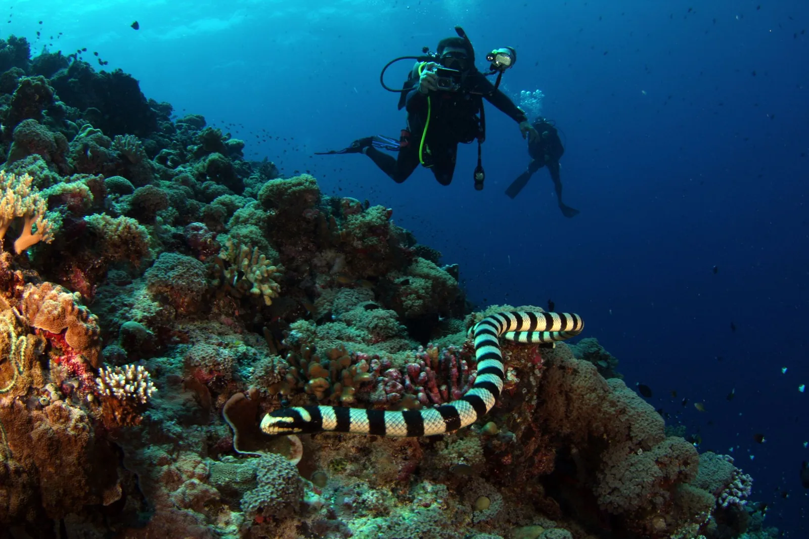 scuba diving cost for open water certification