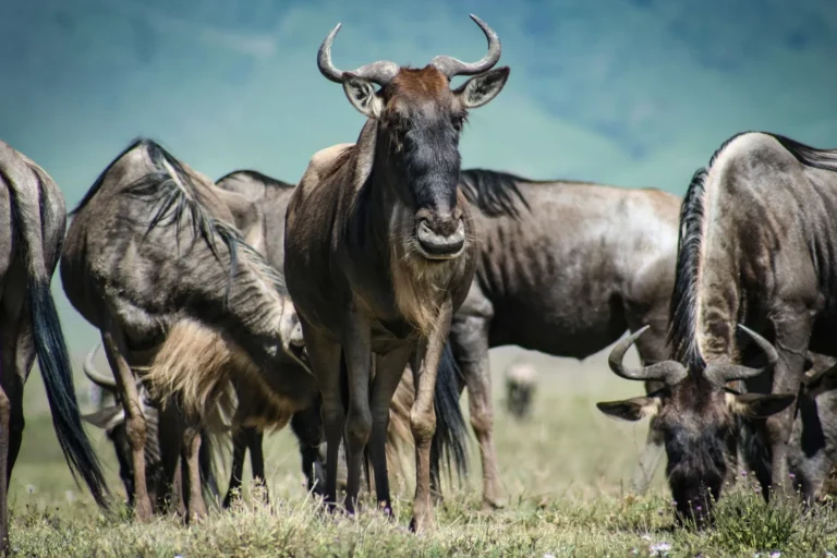 How Much Does an African Safari Cost? A 2026 Price Guide