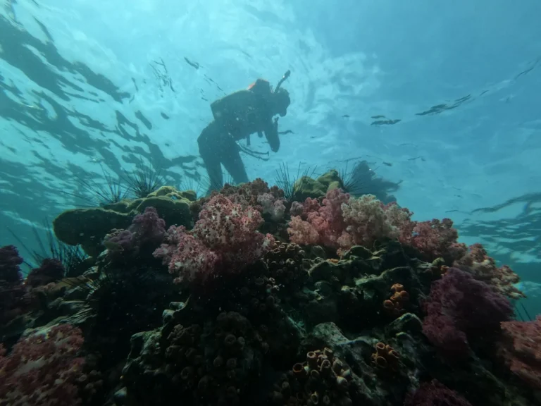Scuba Diving Cost: What You’ll Actually Pay in 2026